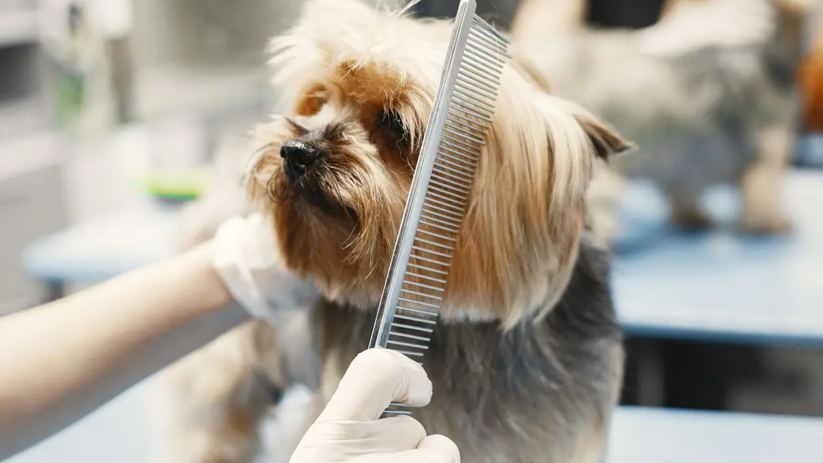 ペットサロンで犬を手入れするスタッフ（支援業種のイメージ）